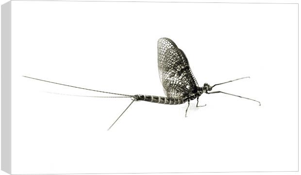 mayfly moment 2 Canvas Print by Heather Newton