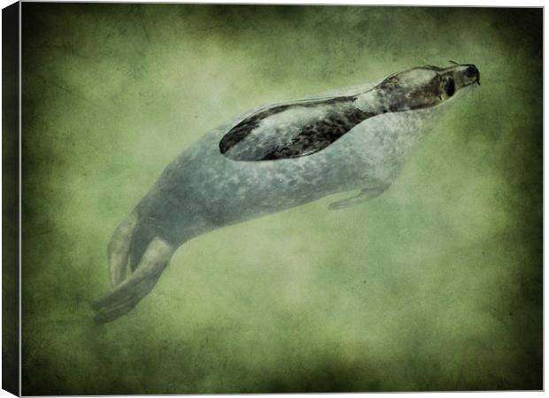 baby seal Canvas Print by Heather Newton