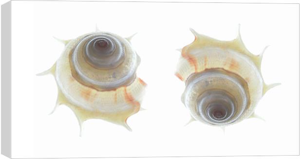 spiral seashells 2 Canvas Print by Heather Newton