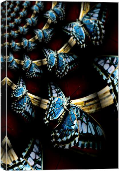 butterfly dreams Canvas Print by Heather Newton