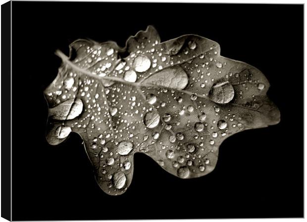 oak leaf in black and white Canvas Print by Heather Newton