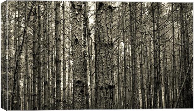 wood and trees Canvas Print by Heather Newton