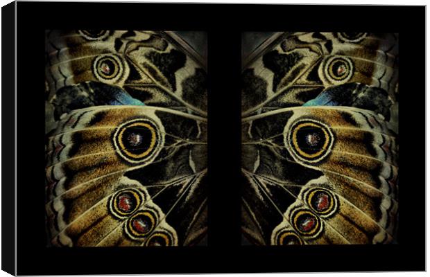 butterfly wings Canvas Print by Heather Newton