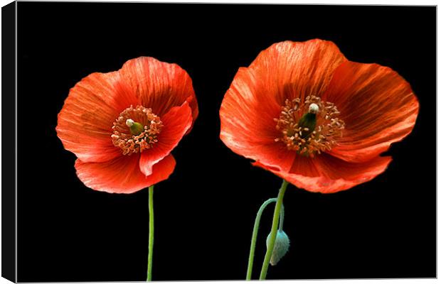 painted poppies Canvas Print by Heather Newton