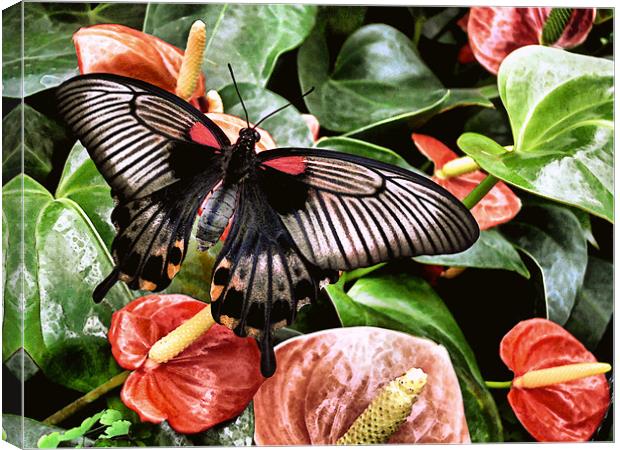 swallowtail butterfly on anthuriums (painted effec Canvas Print by Heather Newton