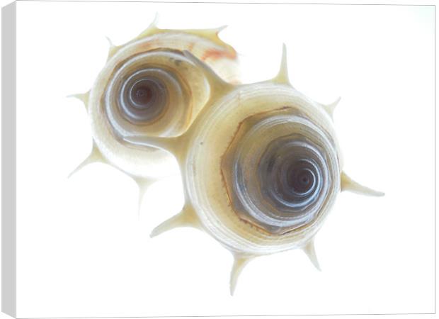 spiral shells 3 Canvas Print by Heather Newton