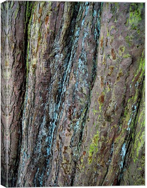 redwood bark Canvas Print by Heather Newton