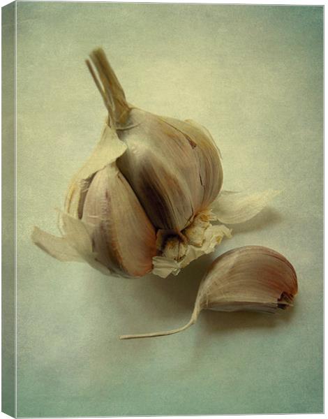 Allium sativum Canvas Print by Heather Newton
