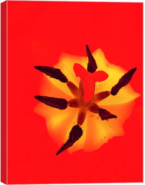 bright tulip Canvas Print by Heather Newton