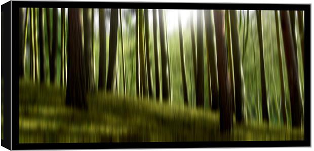 forest dreams (green) Canvas Print by Heather Newton