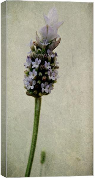 french lavender Canvas Print by Heather Newton