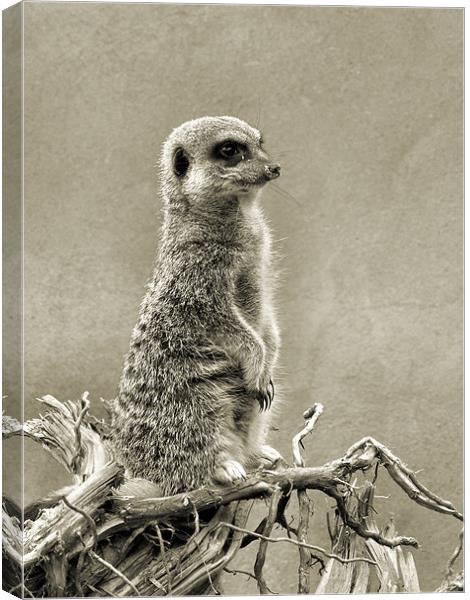 meerkat Canvas Print by Heather Newton