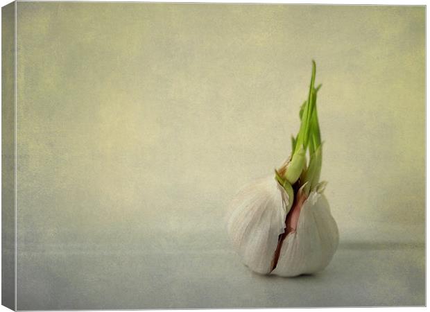 green shoots and garlic Canvas Print by Heather Newton
