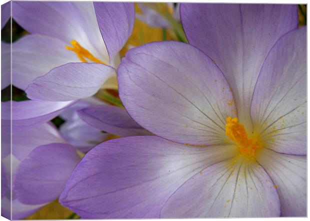 miniature crocuses Canvas Print by Heather Newton