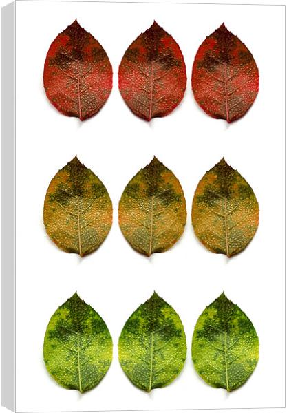red, amber and green (9 leaves) Canvas Print by Heather Newton