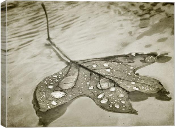 floating leaf (sepia) Canvas Print by Heather Newton