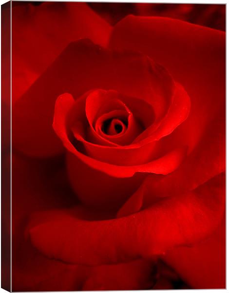 red red rose Canvas Print by Heather Newton