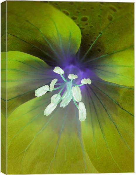 alien geranium (lime tones) Canvas Print by Heather Newton