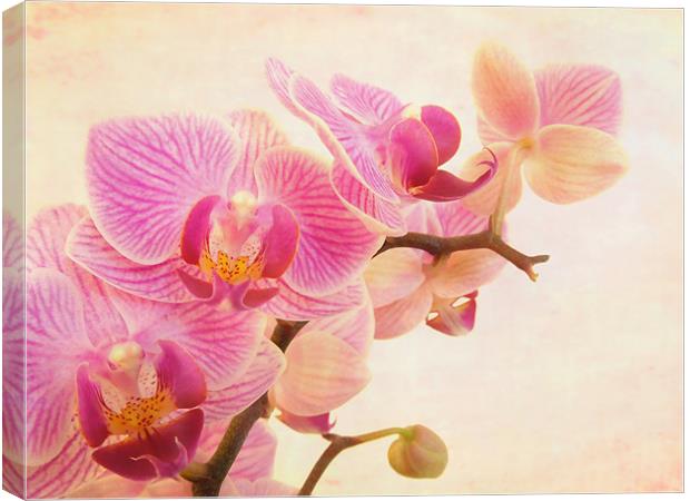 pink orchids Canvas Print by Heather Newton