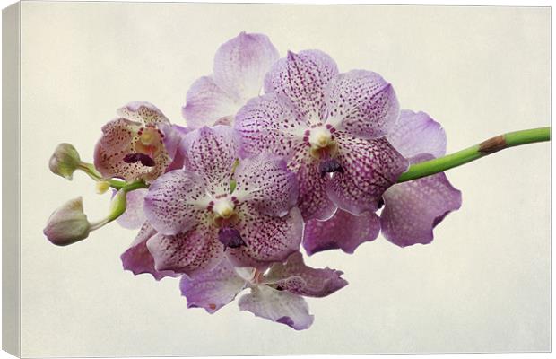 purple orchids Canvas Print by Heather Newton