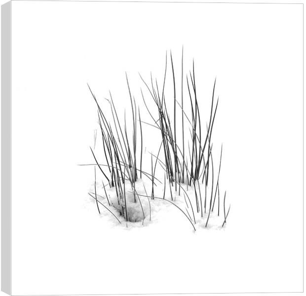 winter grass Canvas Print by Heather Newton
