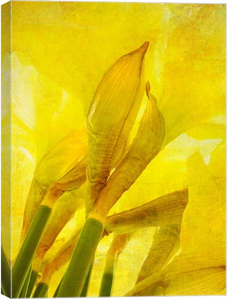 daffodils Canvas Print by Heather Newton