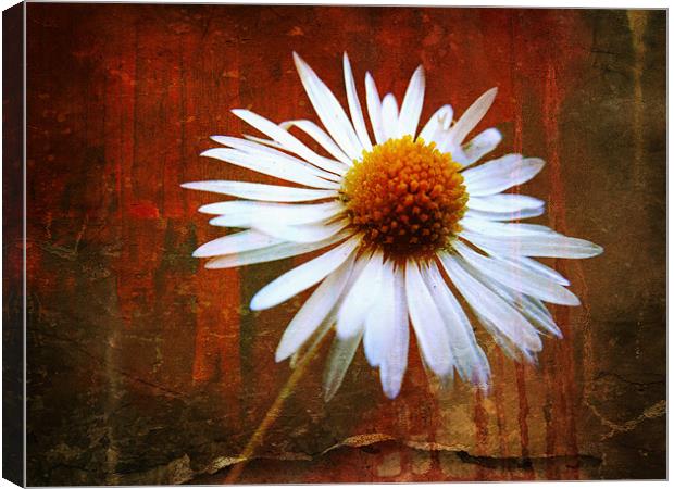 grungy daisy Canvas Print by Heather Newton