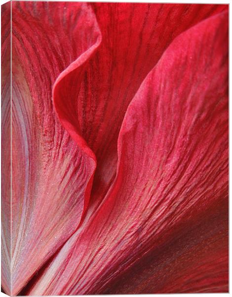amaryllis Canvas Print by Heather Newton