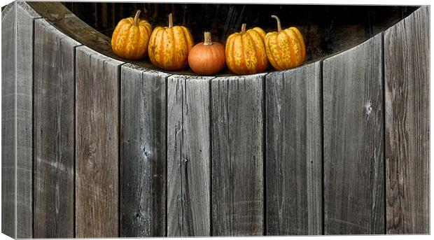 5 little pumpkins Canvas Print by Heather Newton