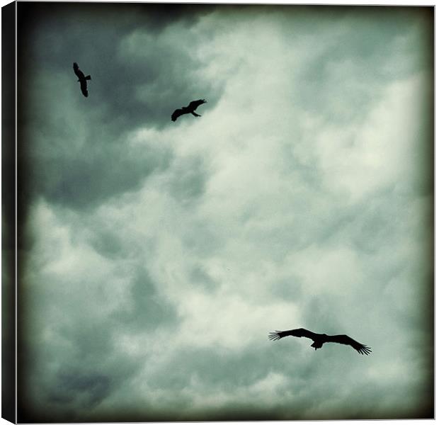 eagles and storm clouds Canvas Print by Heather Newton