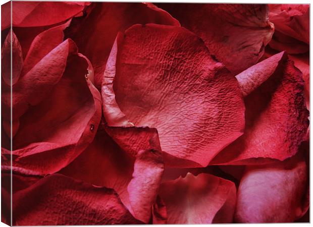 petals, petals Canvas Print by Heather Newton