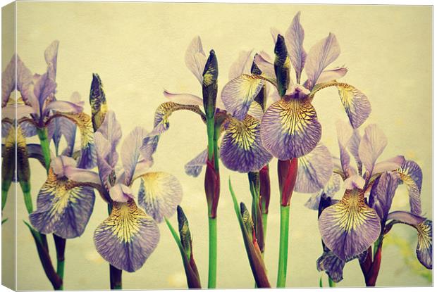vintage irises Canvas Print by Heather Newton