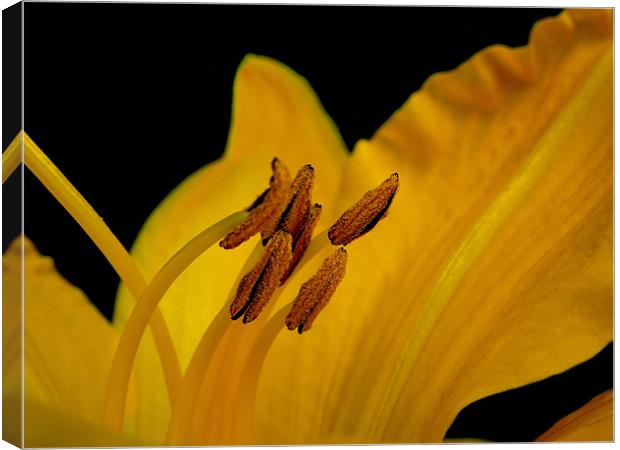 golden lily Canvas Print by Heather Newton