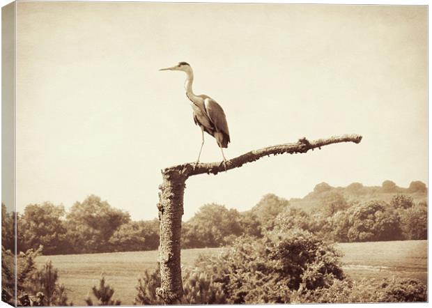 heron in sepia Canvas Print by Heather Newton