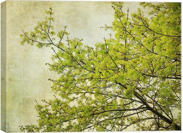 tree in spring Canvas Print by Heather Newton