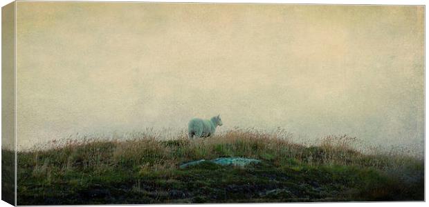 solitary sheep Canvas Print by Heather Newton