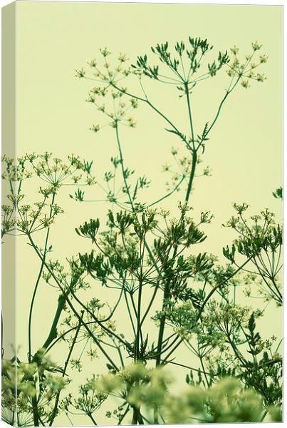 cow parsley - sage green Canvas Print by Heather Newton
