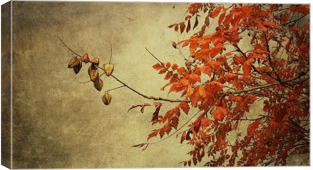 a golden autumn light Canvas Print by Heather Newton
