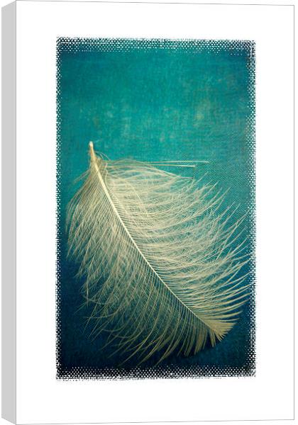 as soft as a feather Canvas Print by Heather Newton