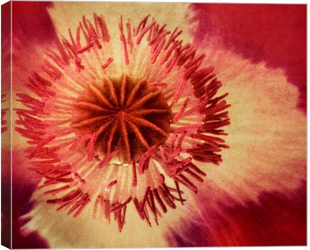 poppy in the pink Canvas Print by Heather Newton