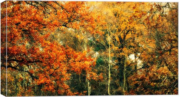 autumn woods Canvas Print by Heather Newton