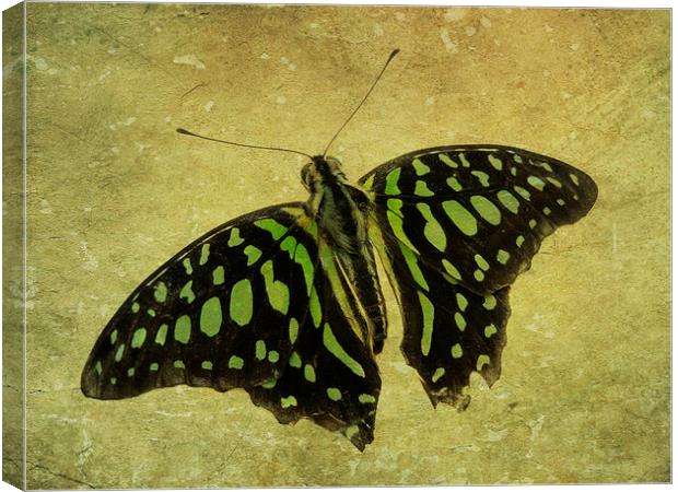 Tailed Jay butterfly Canvas Print by Heather Newton