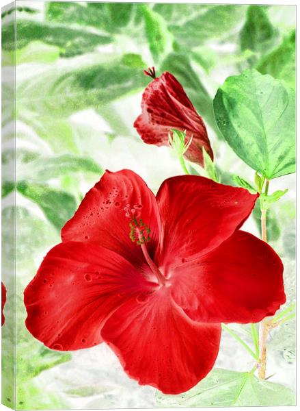 hibiscus red Canvas Print by Heather Newton