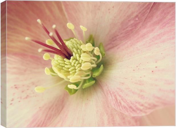hellebore in pink Canvas Print by Heather Newton