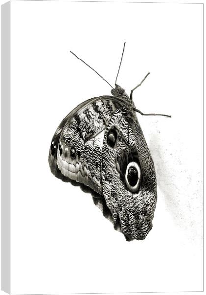 owl butterfly in black and white Canvas Print by Heather Newton
