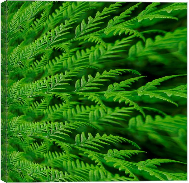 fern in the abstract Canvas Print by Heather Newton