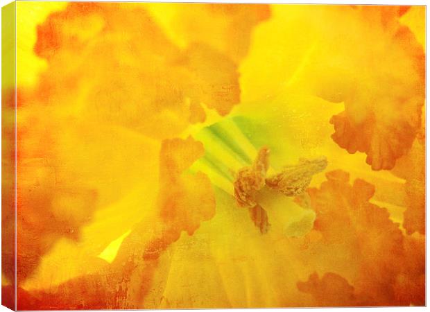 fiery daffodil Canvas Print by Heather Newton