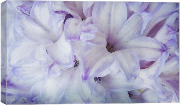 violet and blue Canvas Print by Heather Newton
