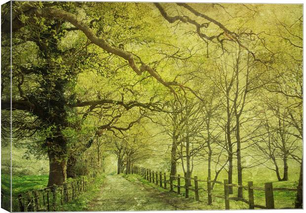 walking in the sunlight Canvas Print by Heather Newton