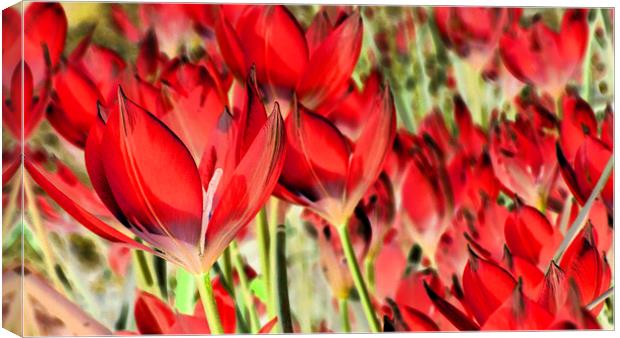 dreaming of tulips Canvas Print by Heather Newton